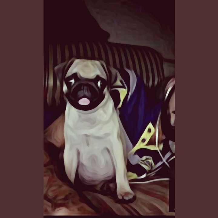 pug
