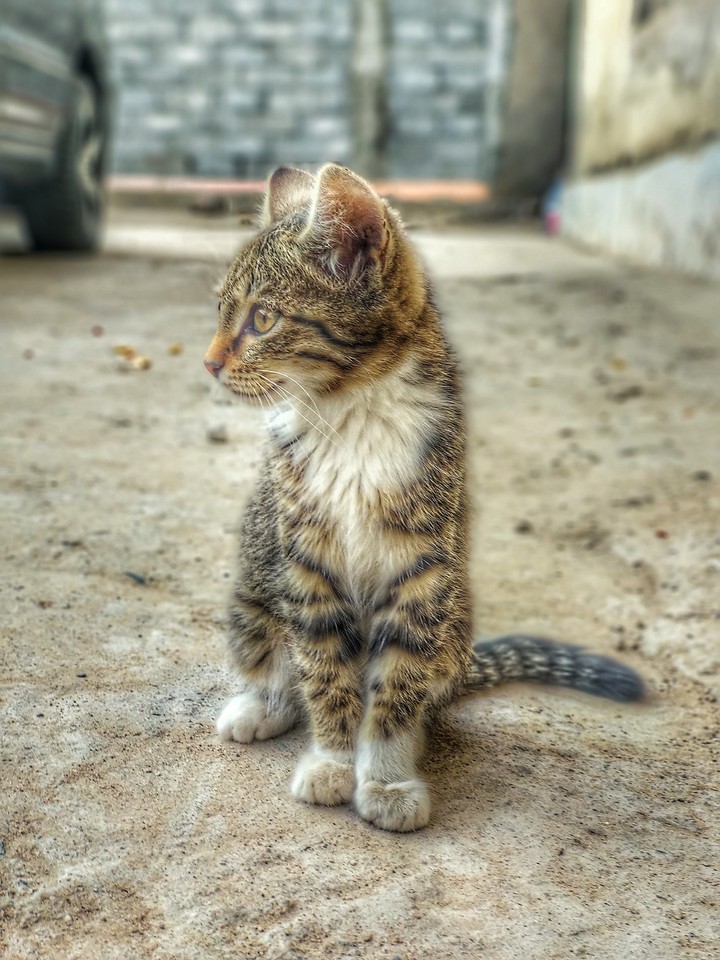 Котенок