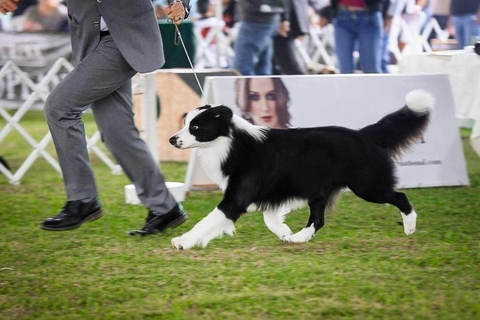 The Border Collie Because There Is No Better Dog