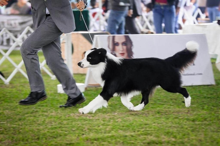 The Border Collie Because There Is No Better Dog
