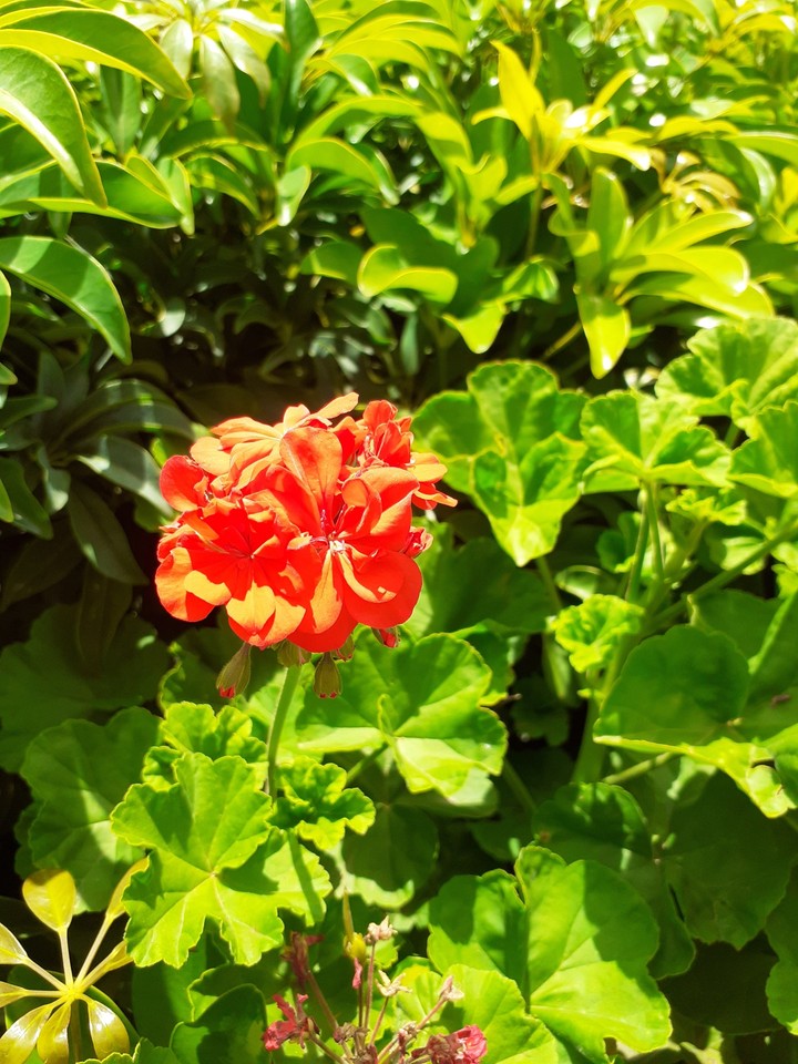 flores