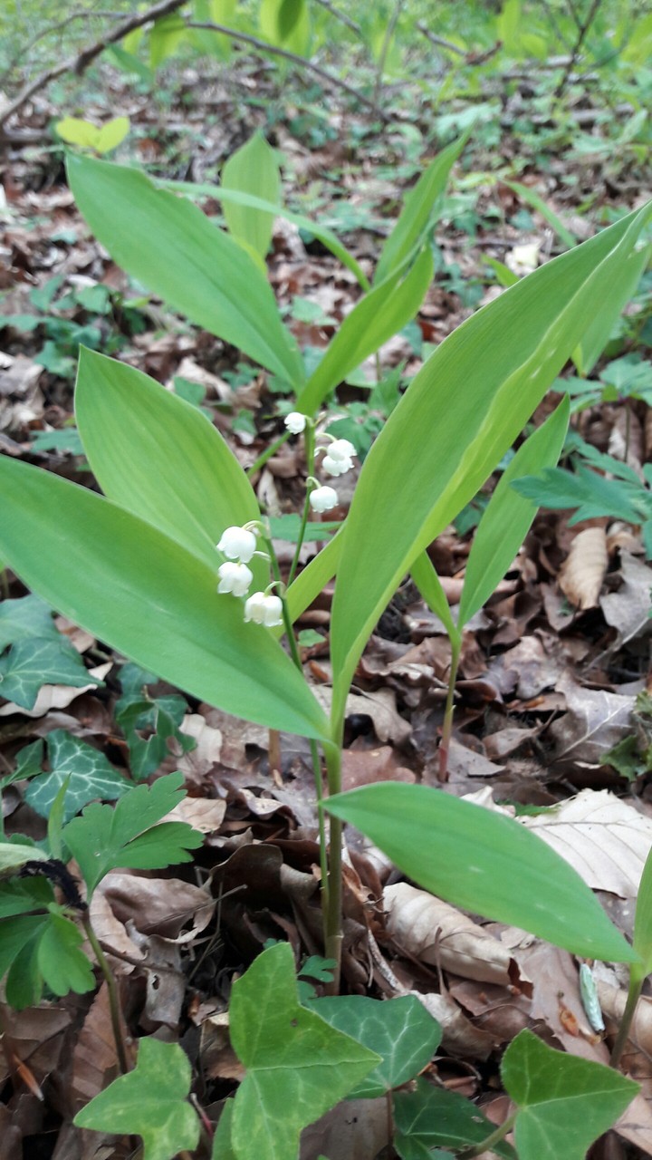 Muguet