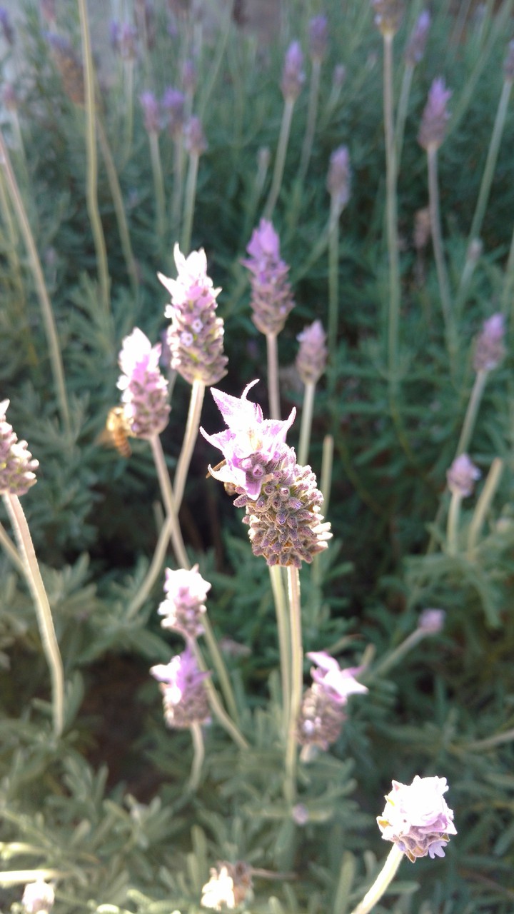 lavanda