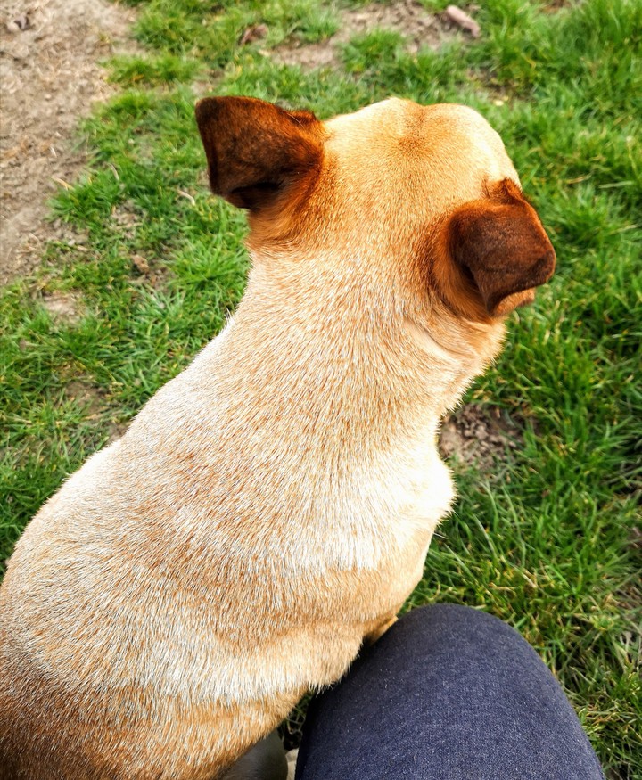 my dog
