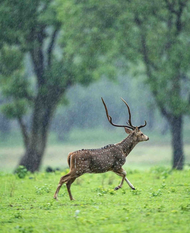 deer ?
