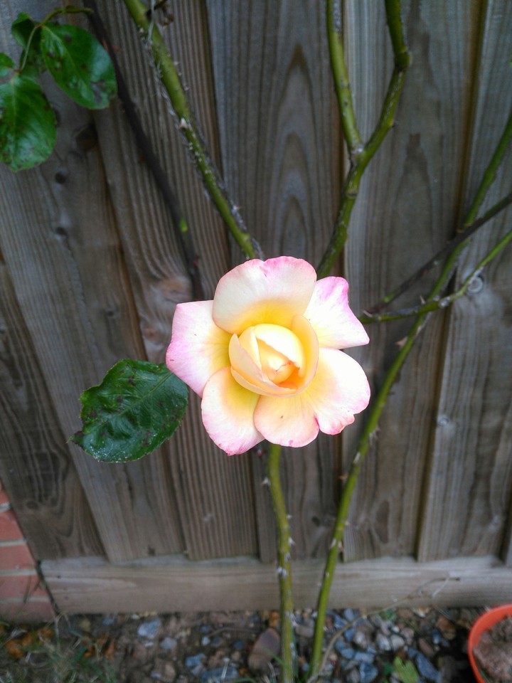 My Rose.