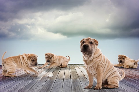 sfondi dog, Carnivore