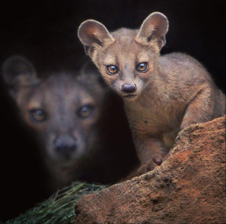 Fossa mother & cub