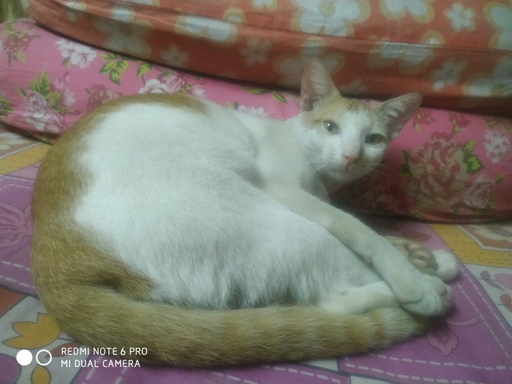 tinku jiya
