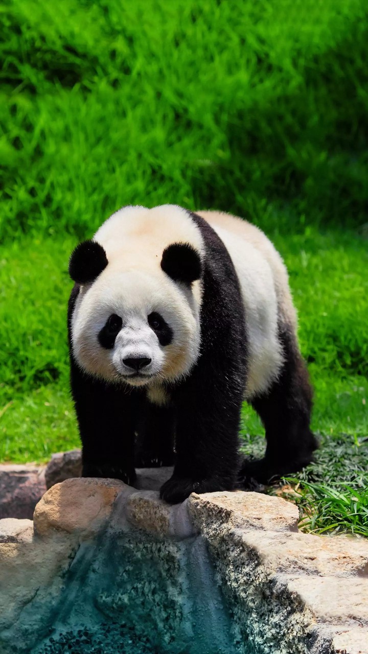 Panda...???