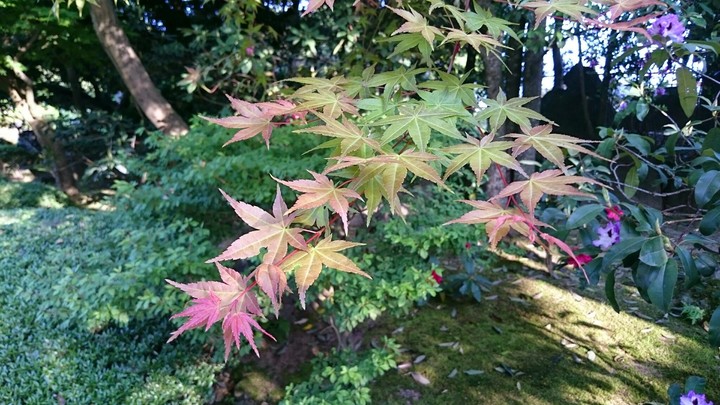 Japanese garden