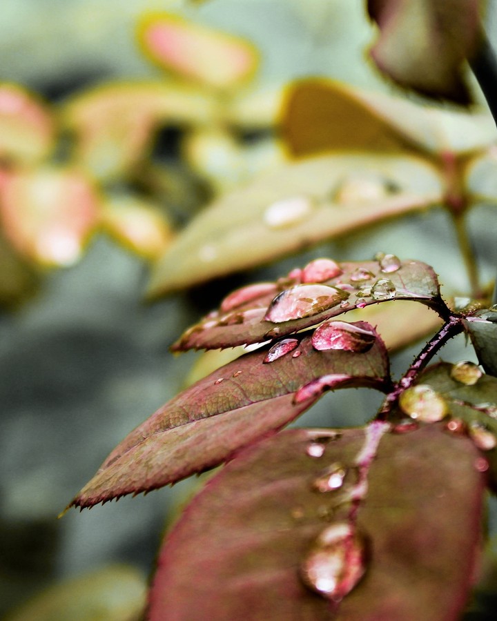 leaf in rain