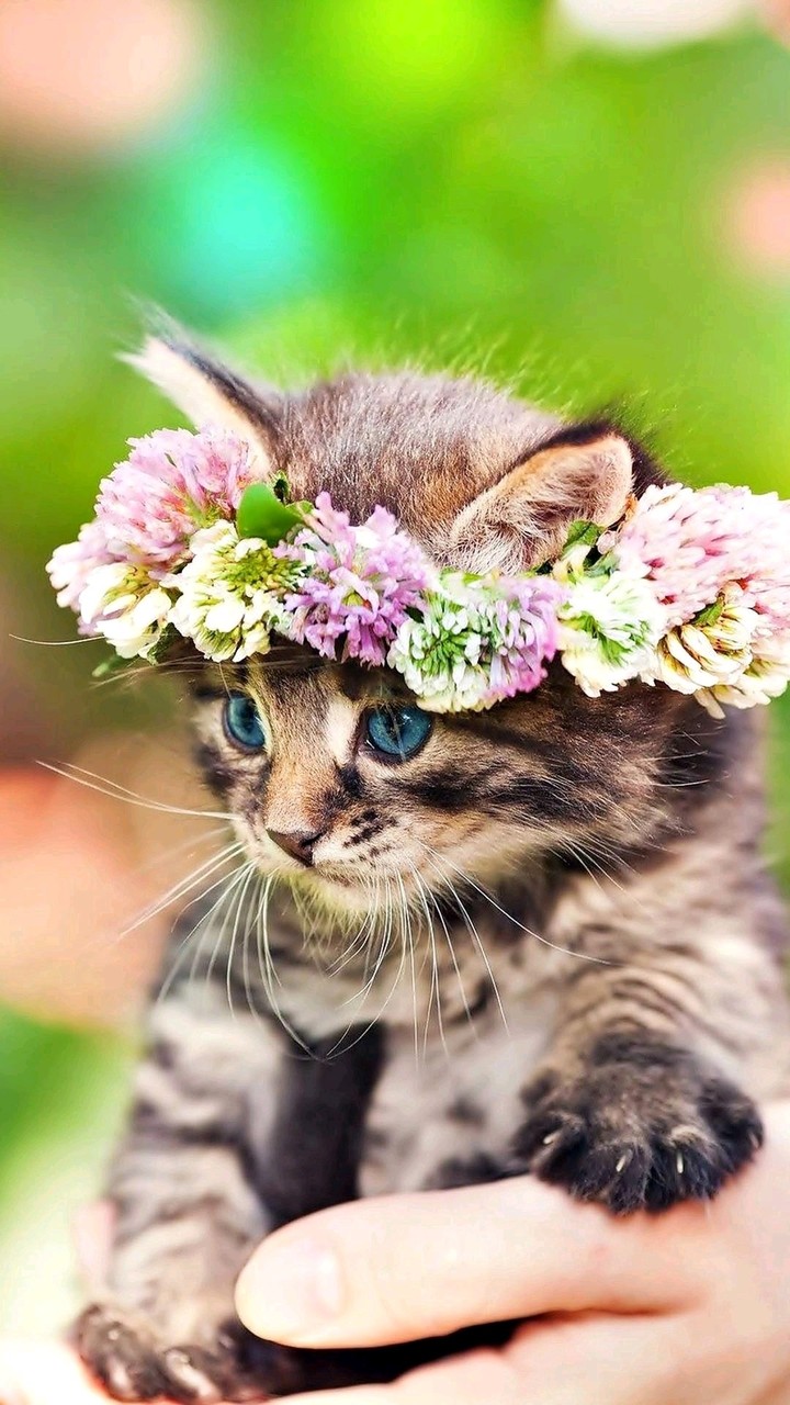 kitty!!