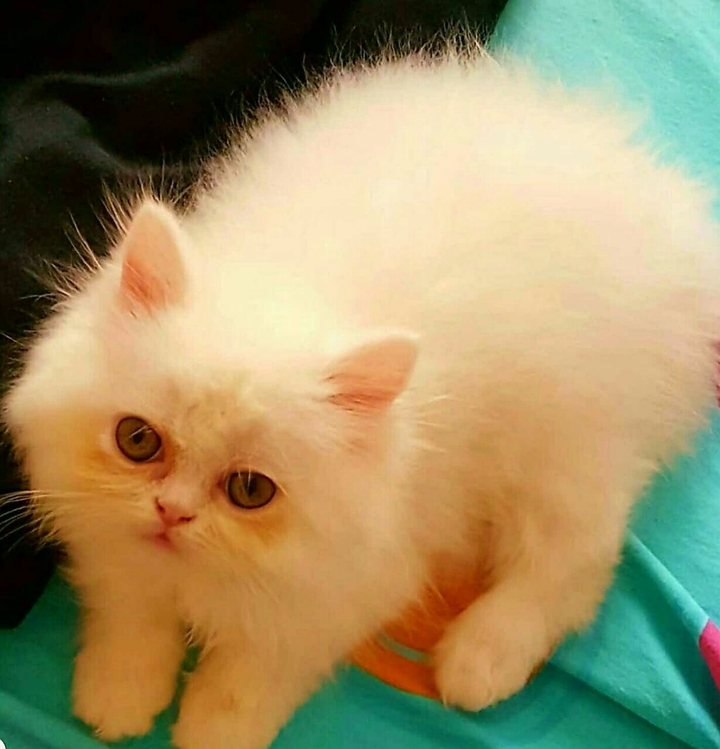 Miss Cat (Princess) and a beautiful little nosy.