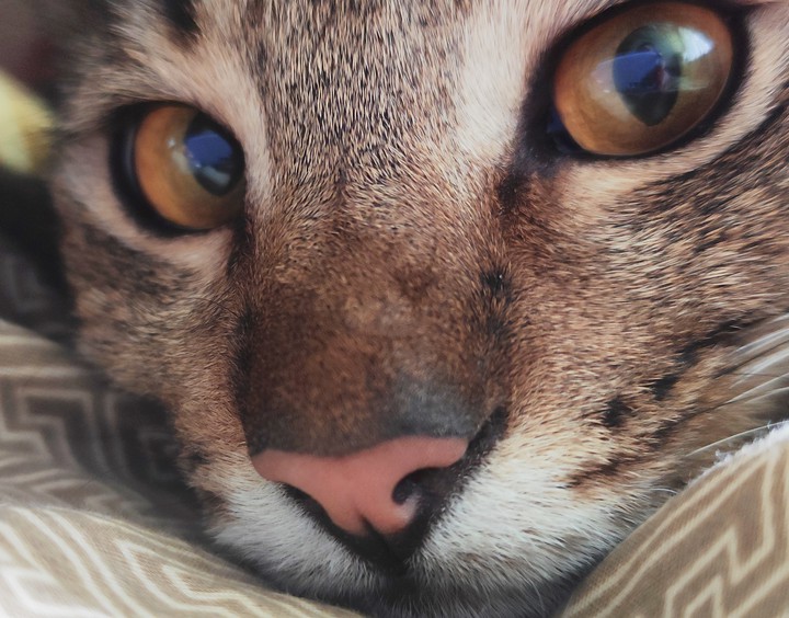 cat. кошка