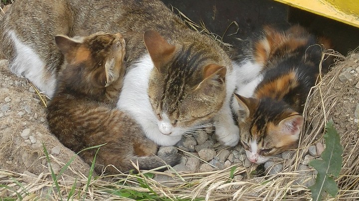 고양이 가족