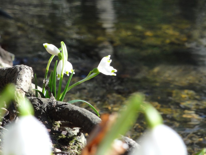 Spring