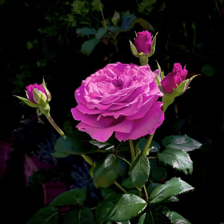 Rose & Magenta