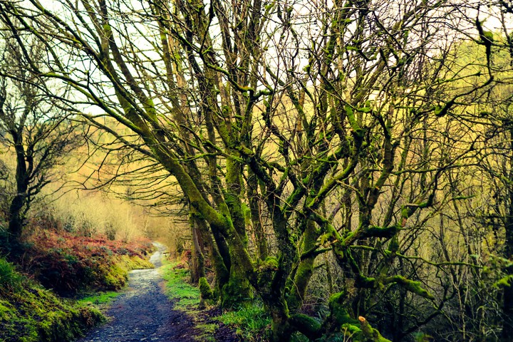 forest walk