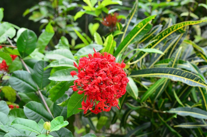 flowers
