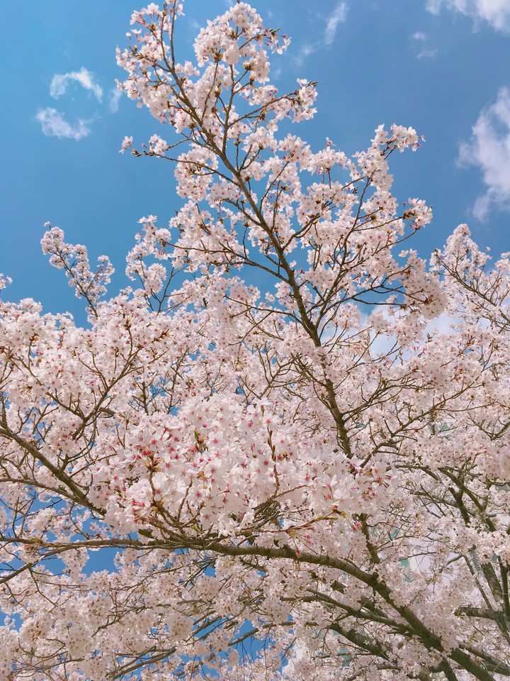 cherryblossom