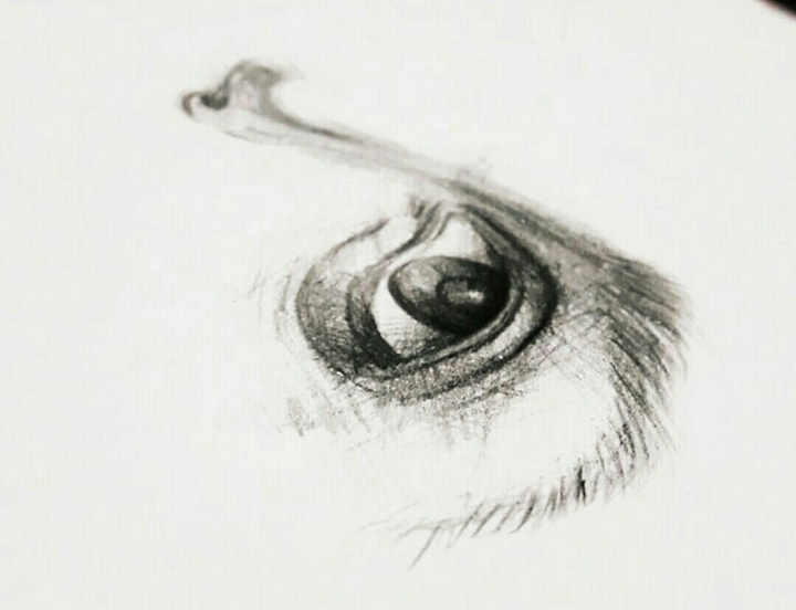 eye