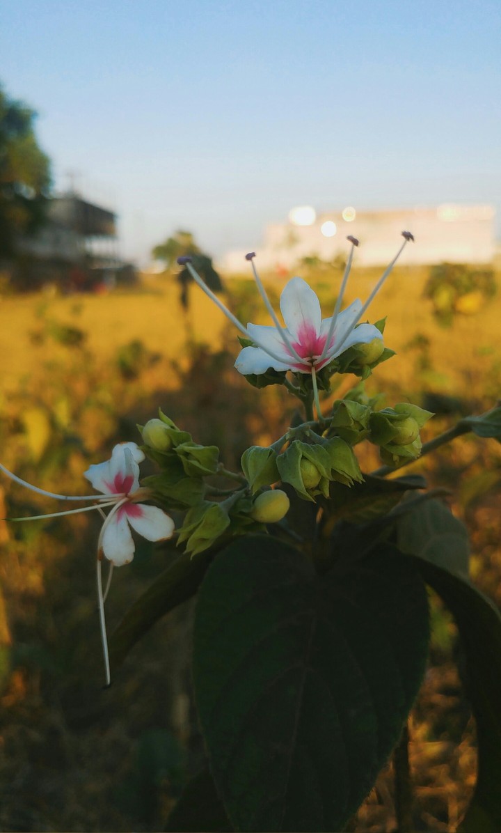 Mobile photography LG g5