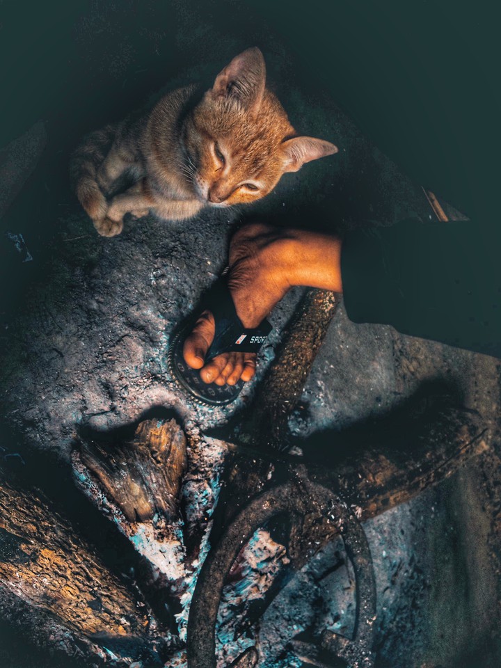The cat is heating the fire