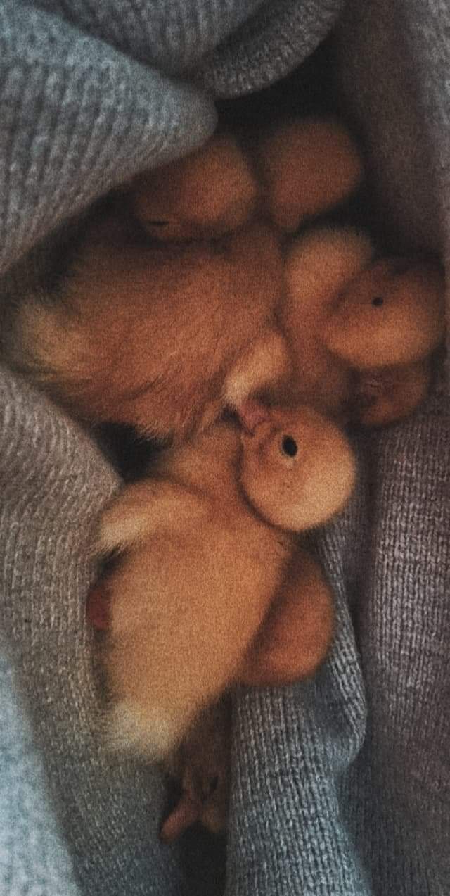 little duks