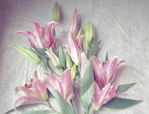 lilium