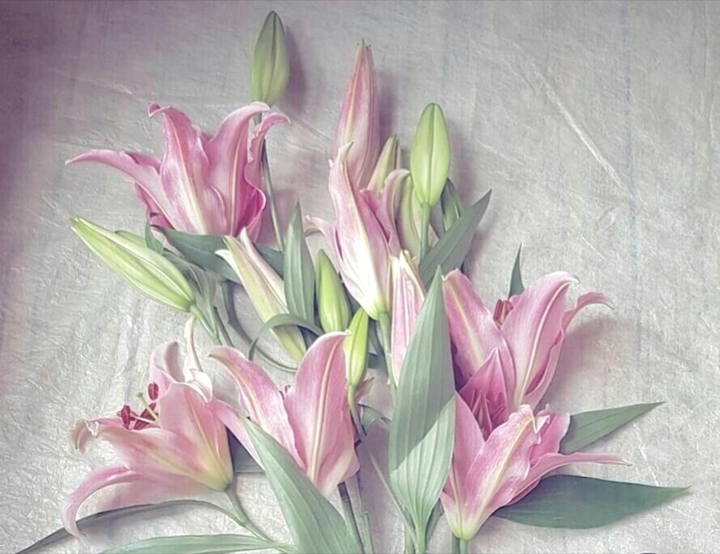 lilium