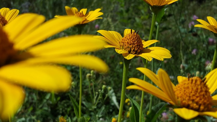 Flowers
