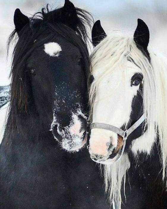 Cara and Asset