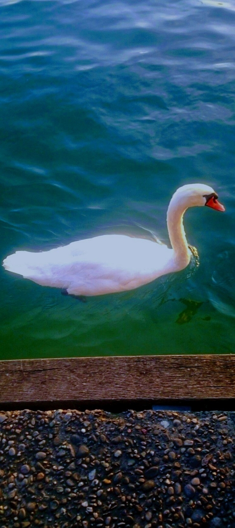 tapety bird, Zurich