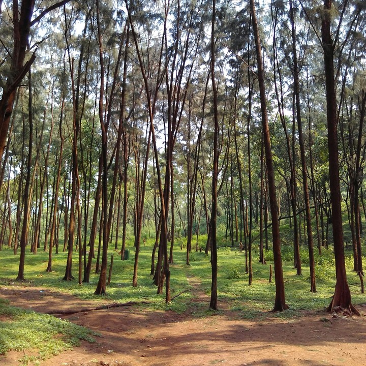 ALIBAUG diaries