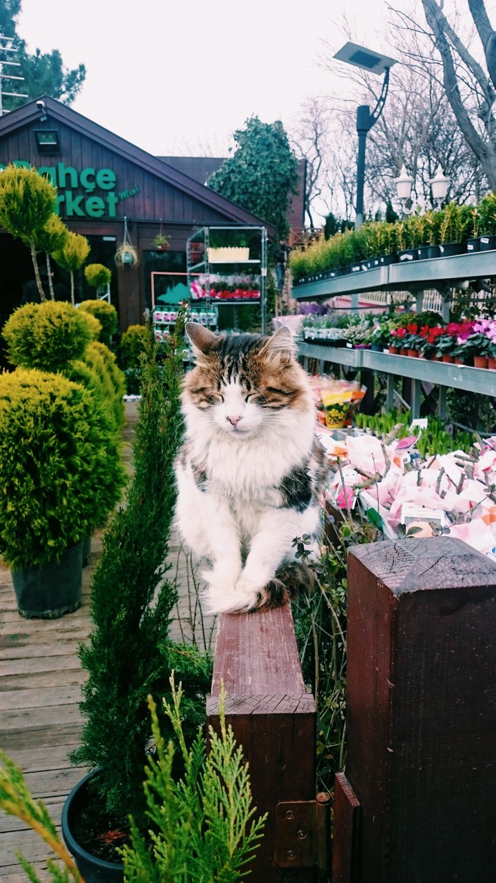 Kedi