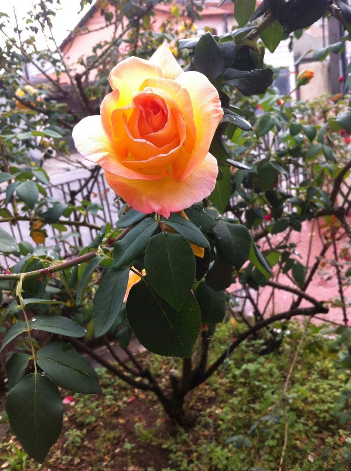 The beautiful yellow rose!!!