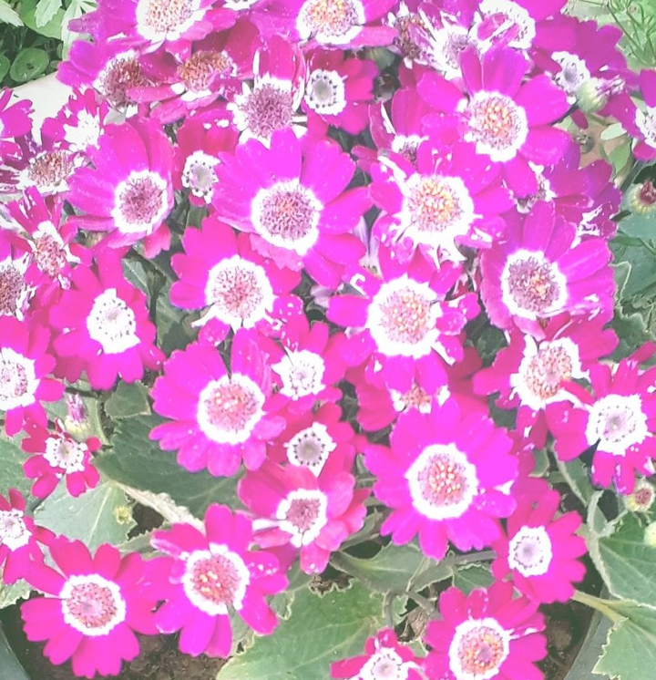 flora