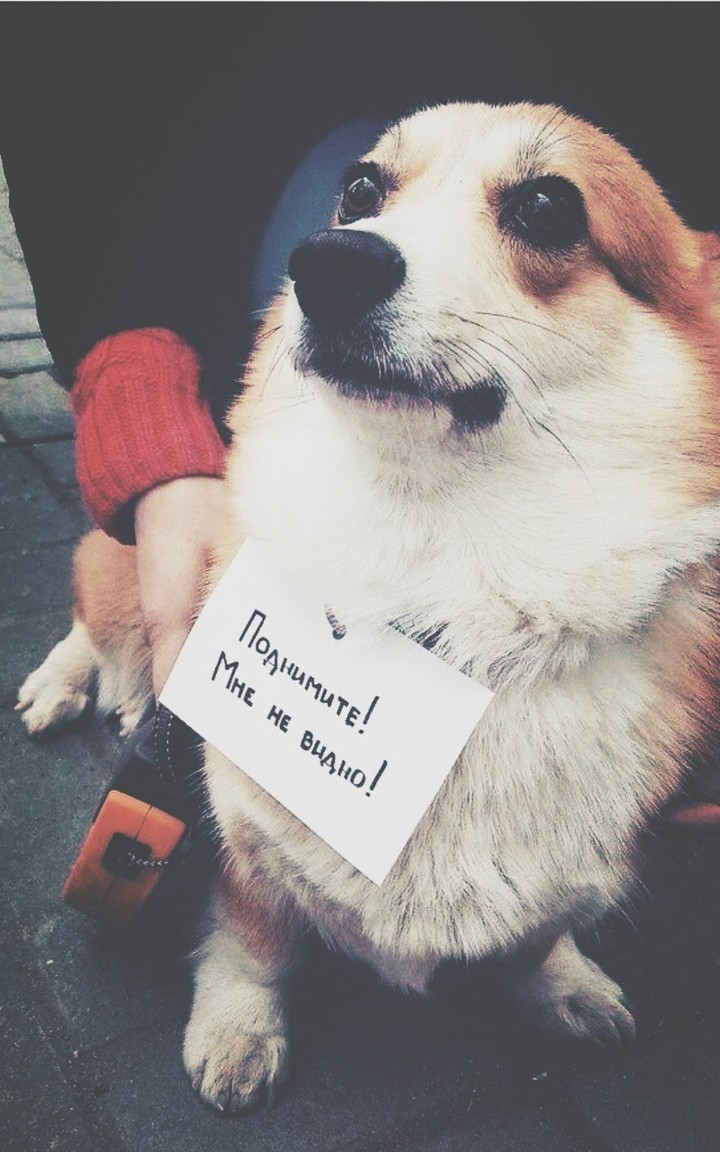 корги