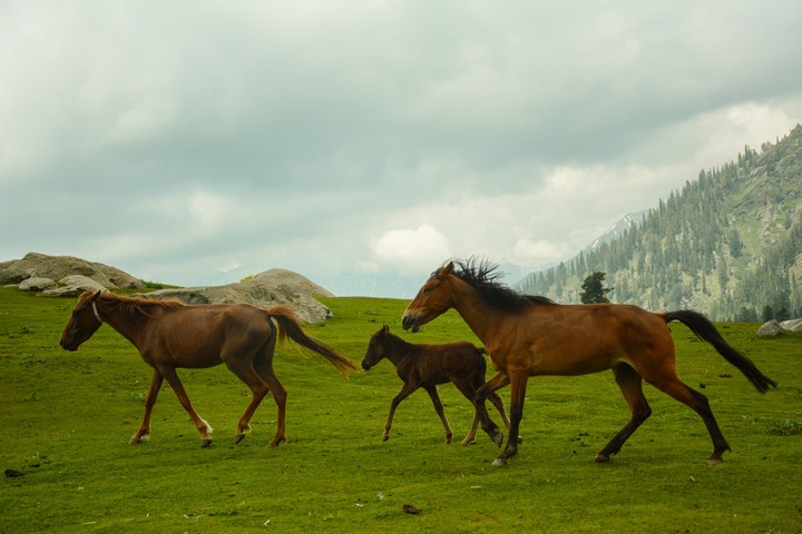 Mustangs of Meadows