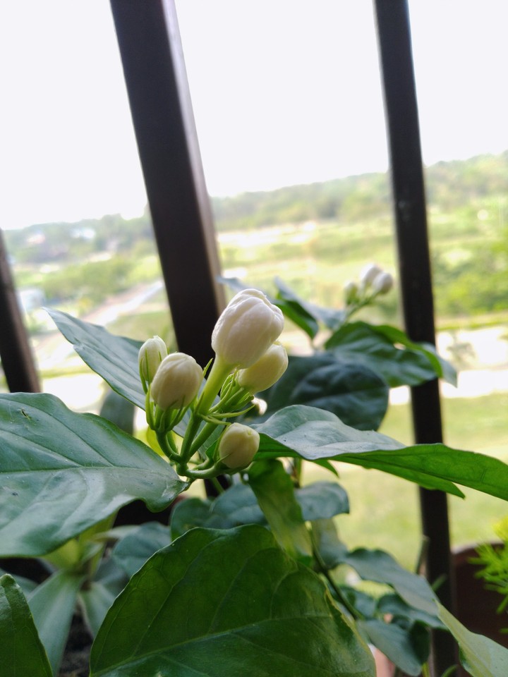 flower