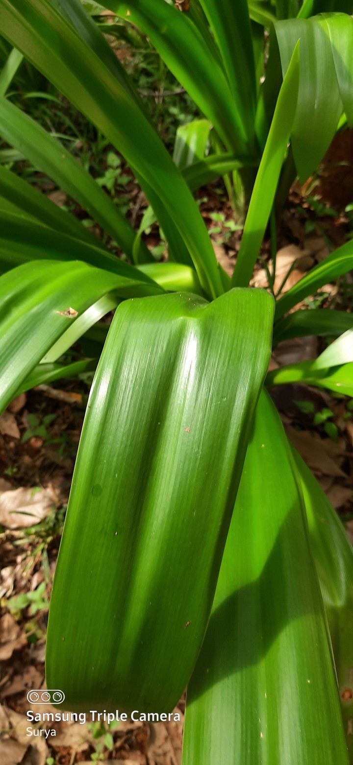 plant
