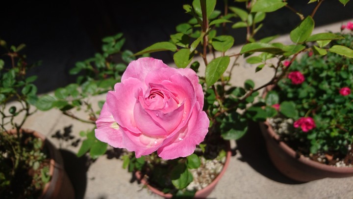 flower