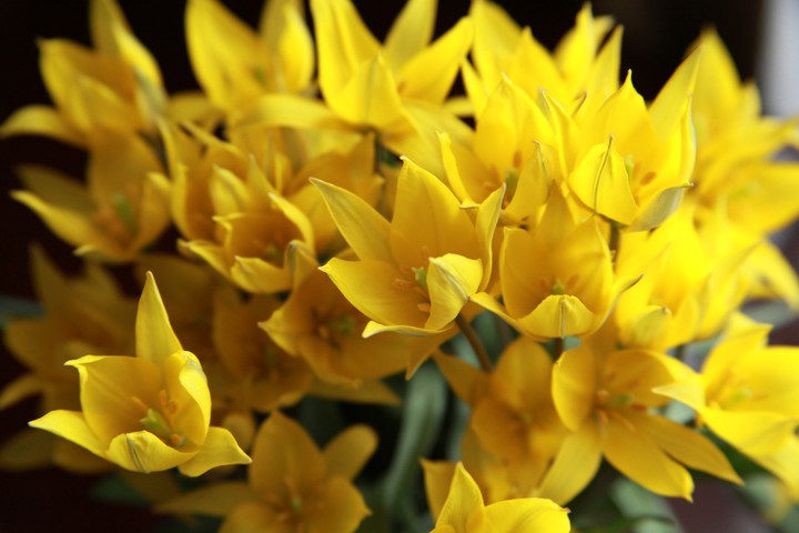 flowers