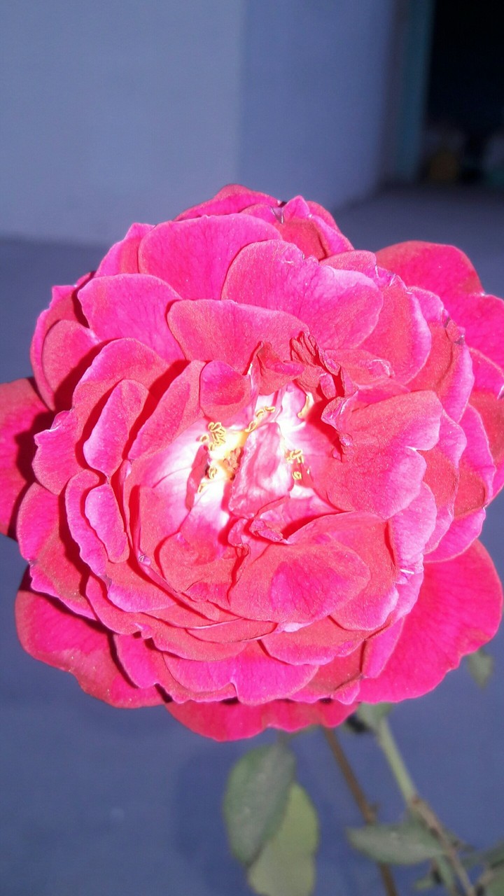 red rose
