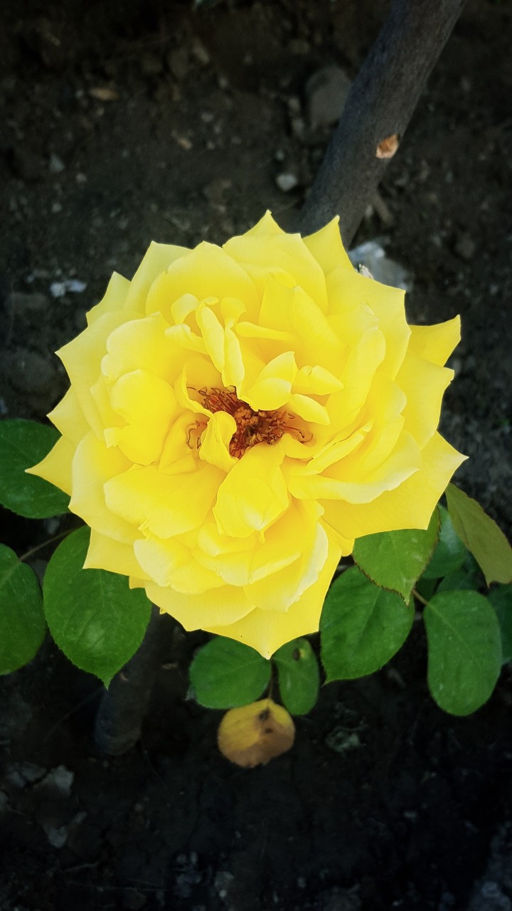 Yellow Diamond