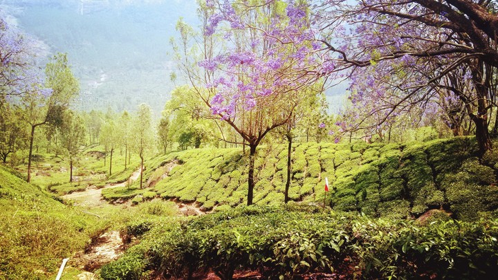 Nature