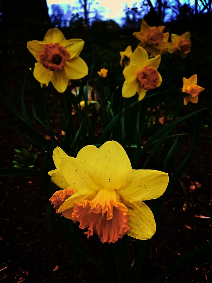 Daffodils