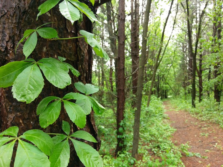 Rainy hike
