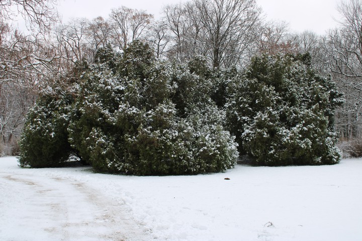 Winter